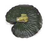 Lily Pad